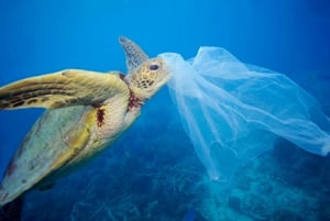 Sea Turtle with Plastic